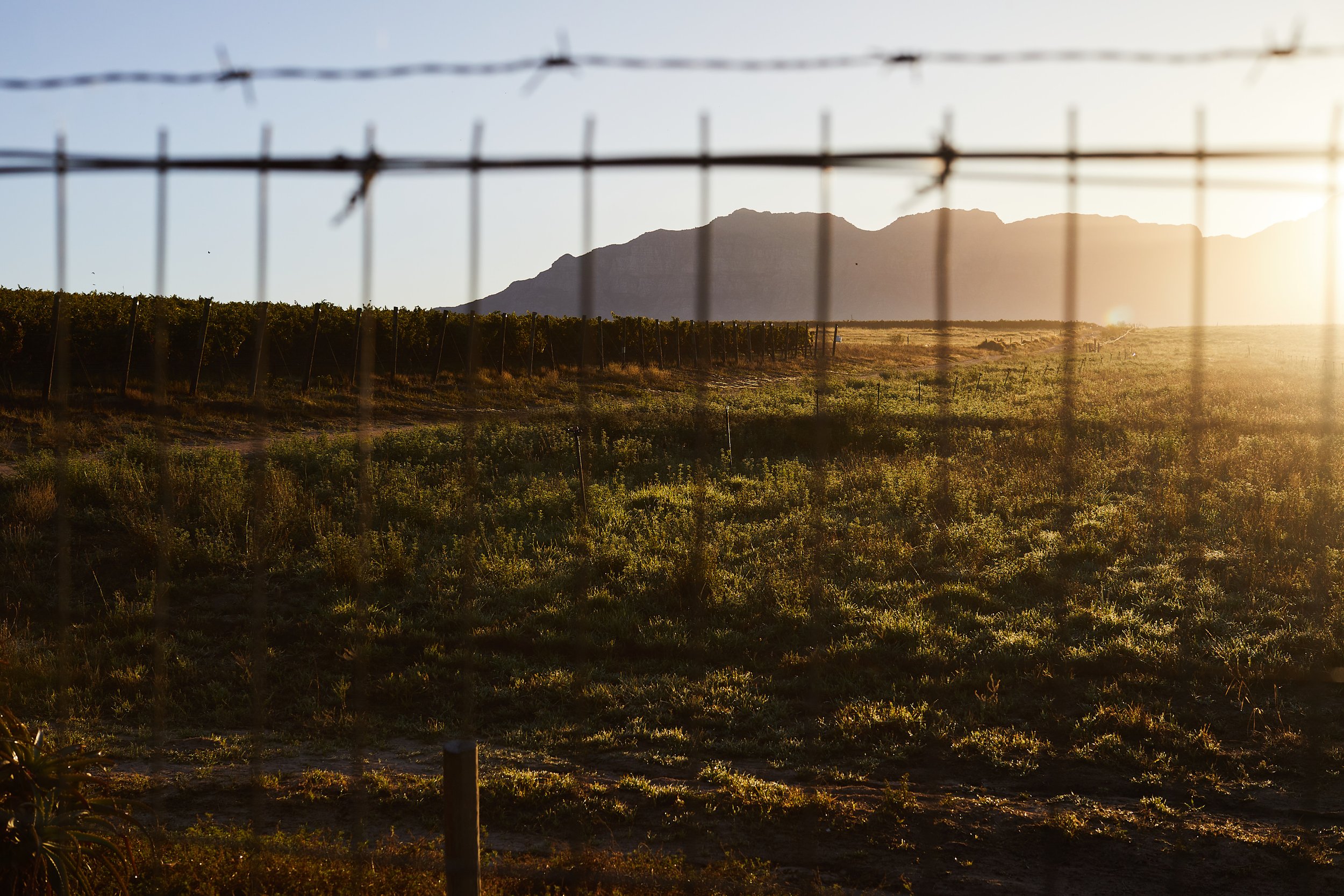 Landschaft mit Weingarten, eingezäunt mit Stacheldraht, im Sonnenuntergang vor Bergkette im Hintergrund.