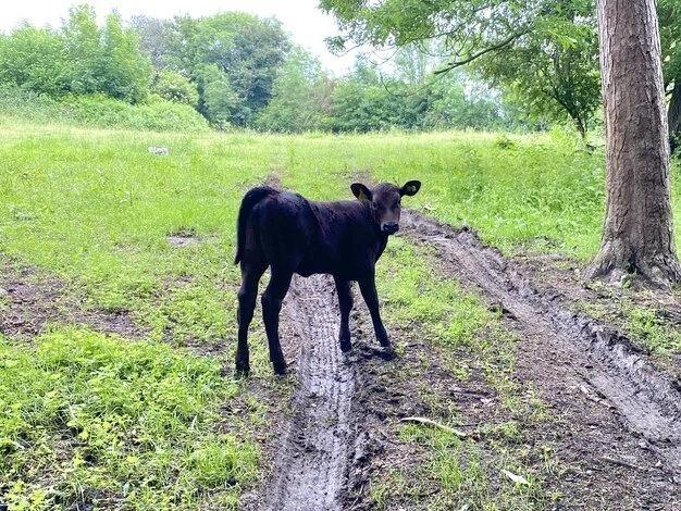 Chipstead23 - new calf.jpg