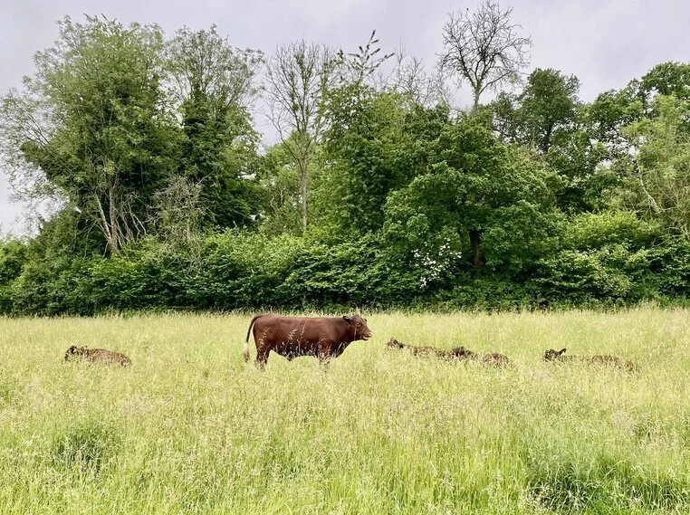 Chipstead01 - brown cows.jpg