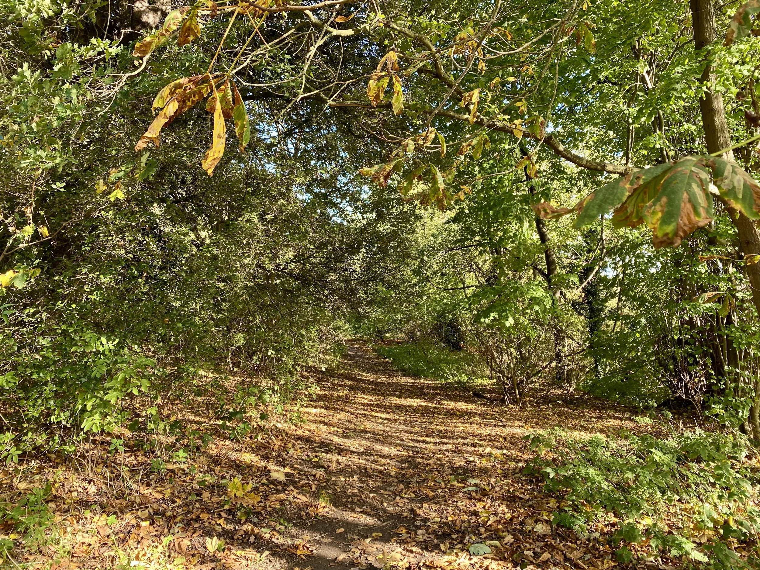 Pathway through Cockham Wood