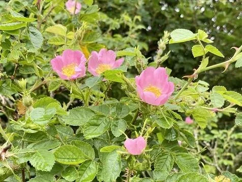 Chipstead10 - dog roses.jpg