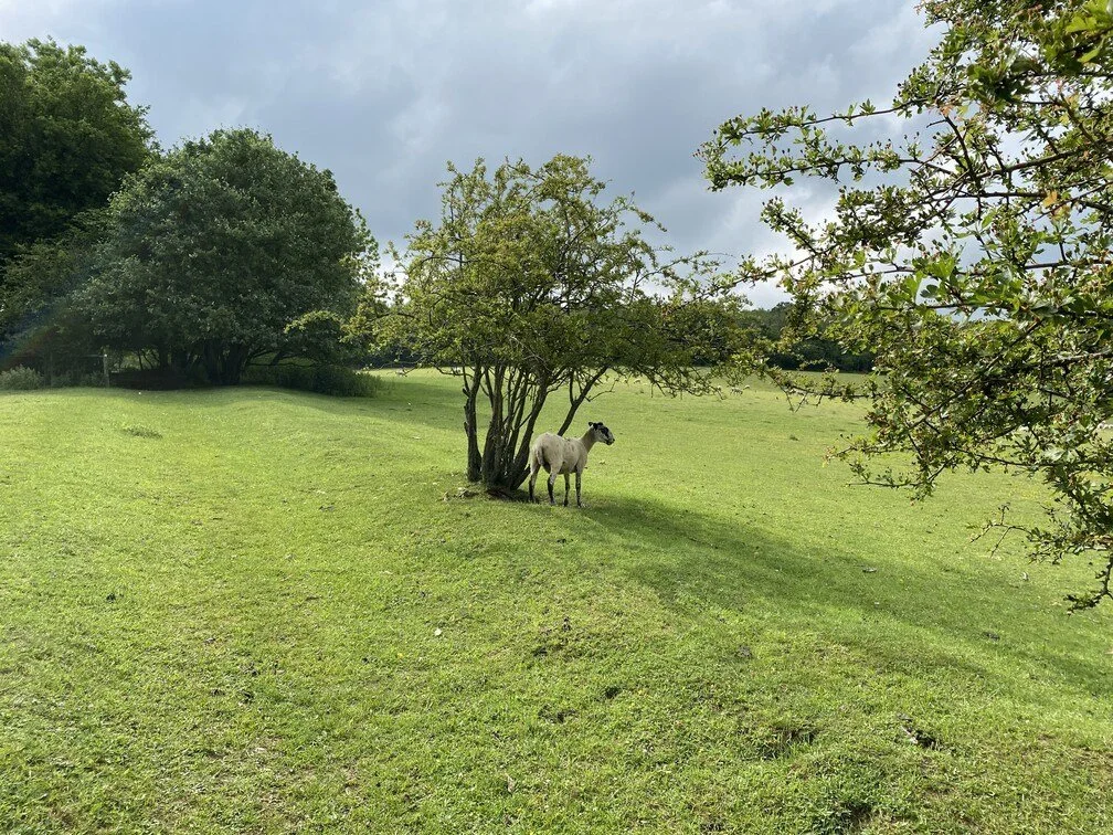 Chipstead29 - sheep on the path.jpg