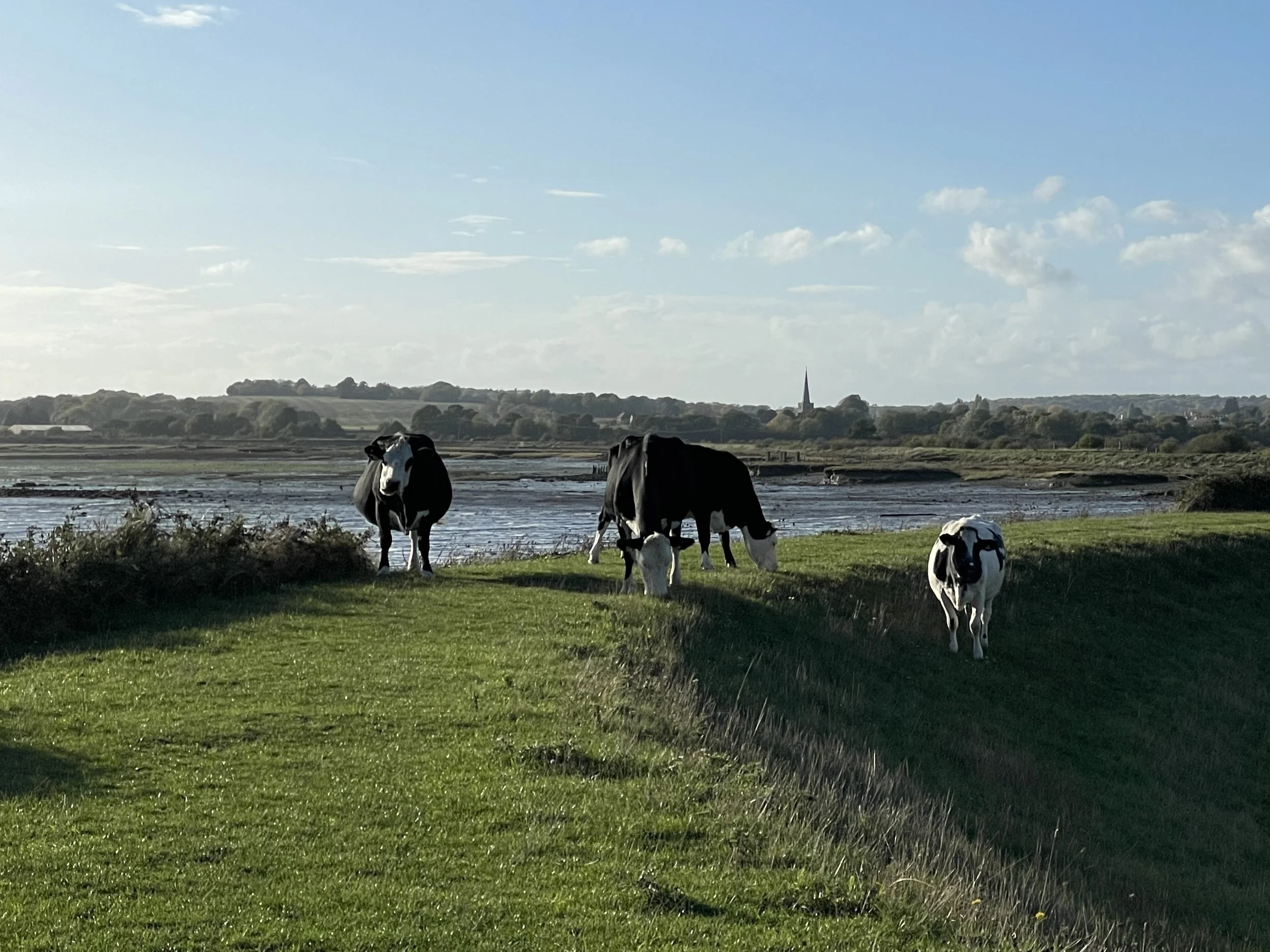 Cows on the levy