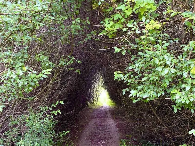 Chipstead11 - sloe tunnel.jpg