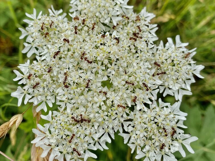 Chipstead12 - ants on cow parsley.jpg