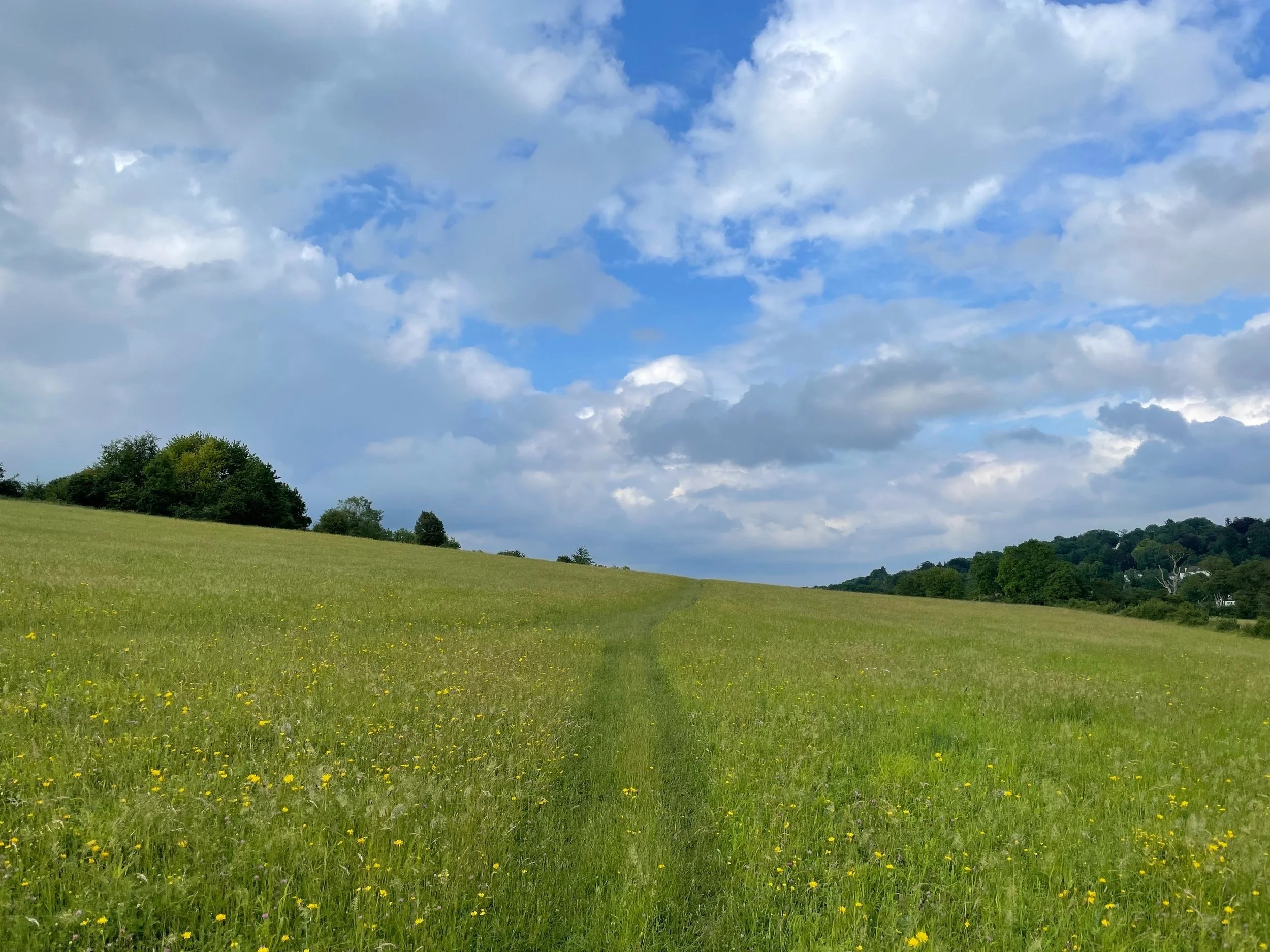A green meadow near Chipstead with a grassy path leading across it.