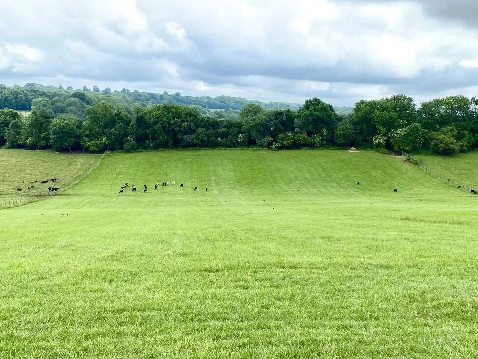 Chipstead19 - Cow fields.jpg