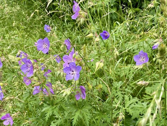 Chipstead03 - meadow cranesbill.jpg