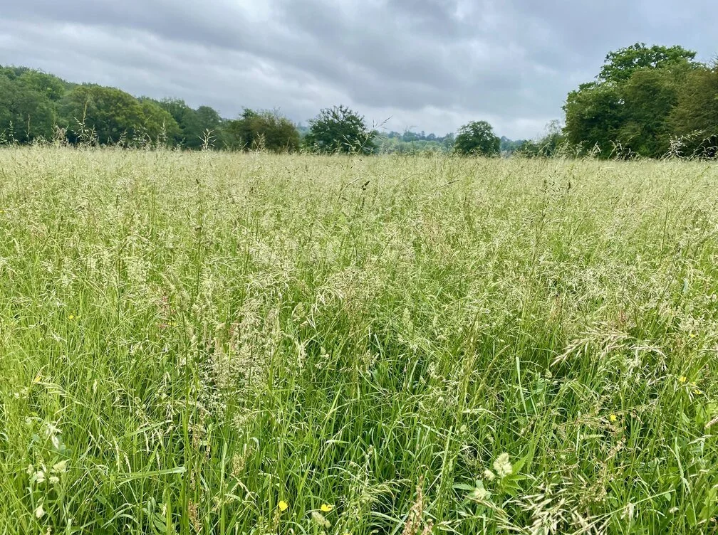 Chipstead02 - grasses.jpg