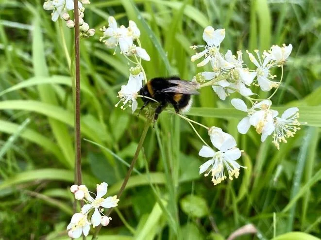 Chipstead04 - bee on flowers.jpg
