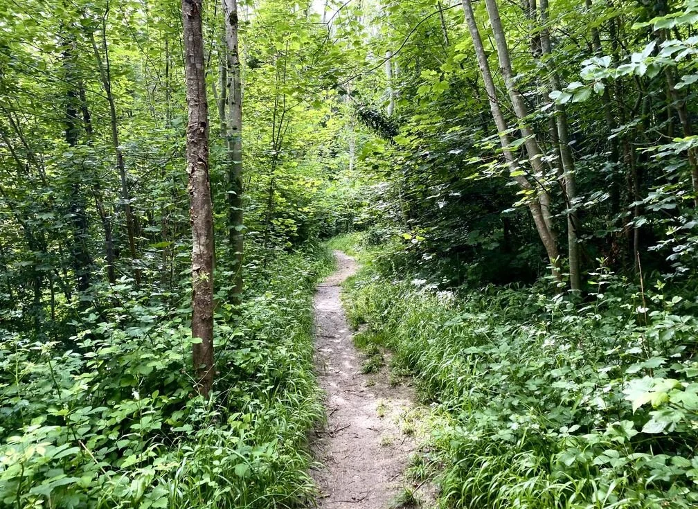 Chipstead30 - path through the plantation.jpg