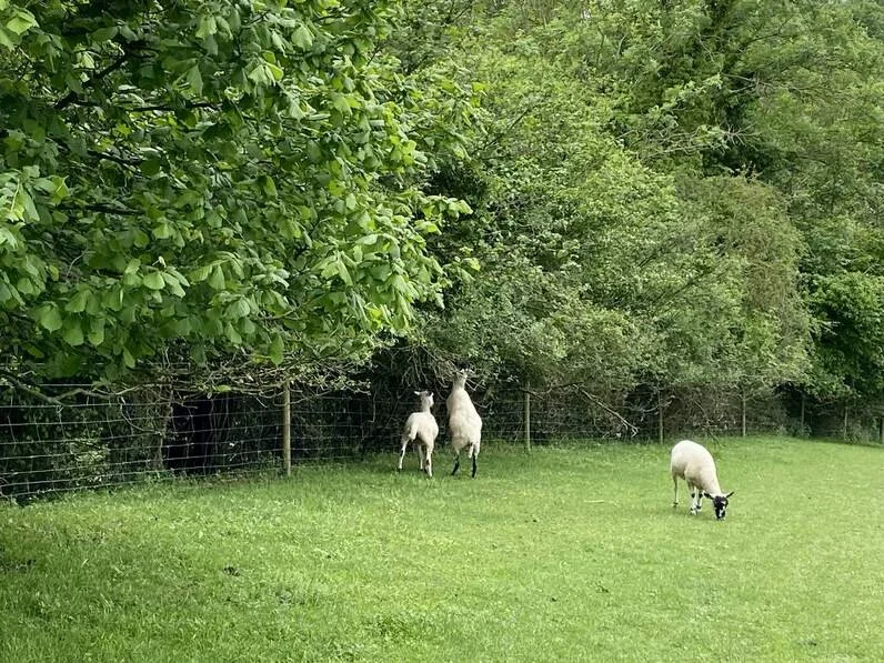 Chipstead27 - sheep in the trees.jpg