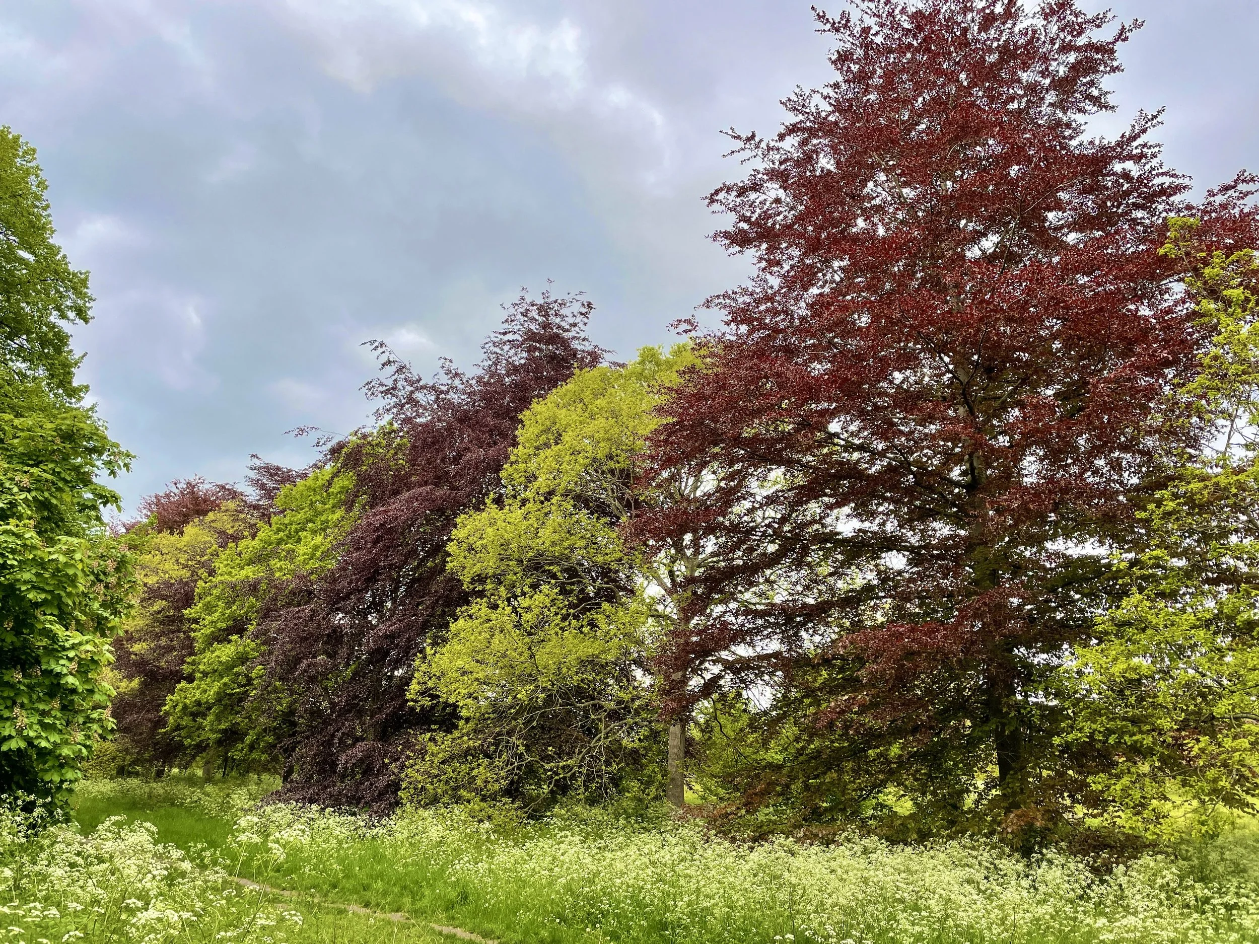 Row of alternating copper and classic beech trees at Nonsuch Park, Cheam