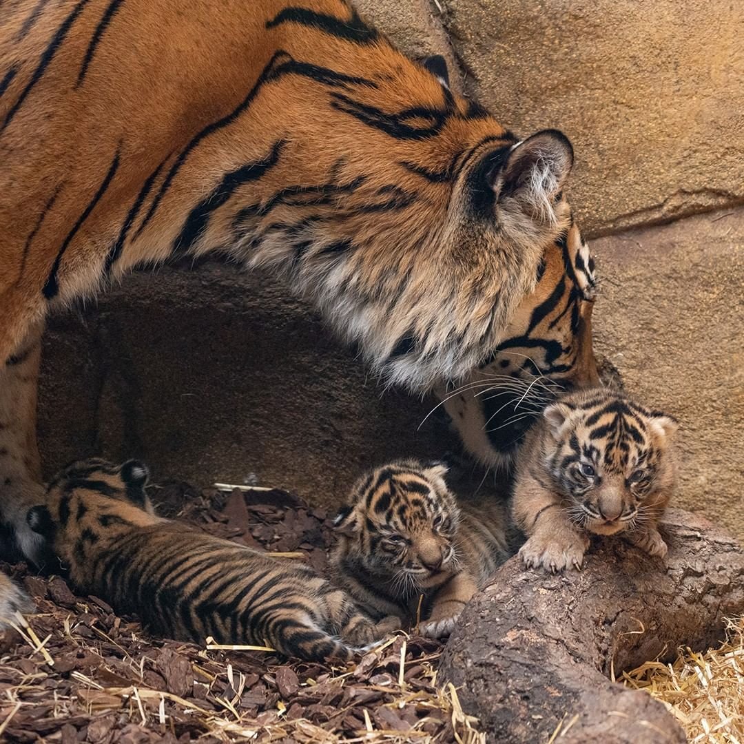 londonzoo3.jpg