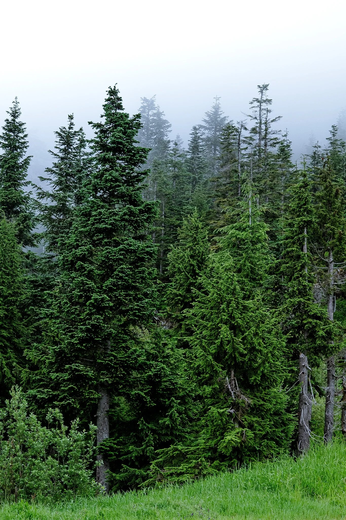 Michel Colaci Photography Travel Diary BC Canada June 2026-21.jpg