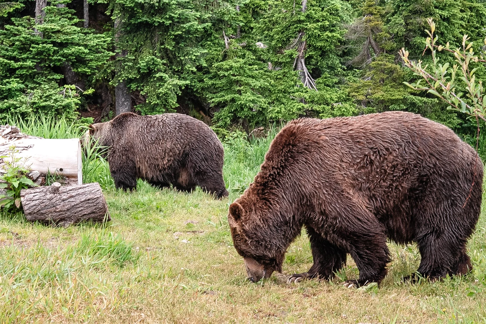 Michel Colaci Photography Travel Diary BC Canada June 2026-19.jpg