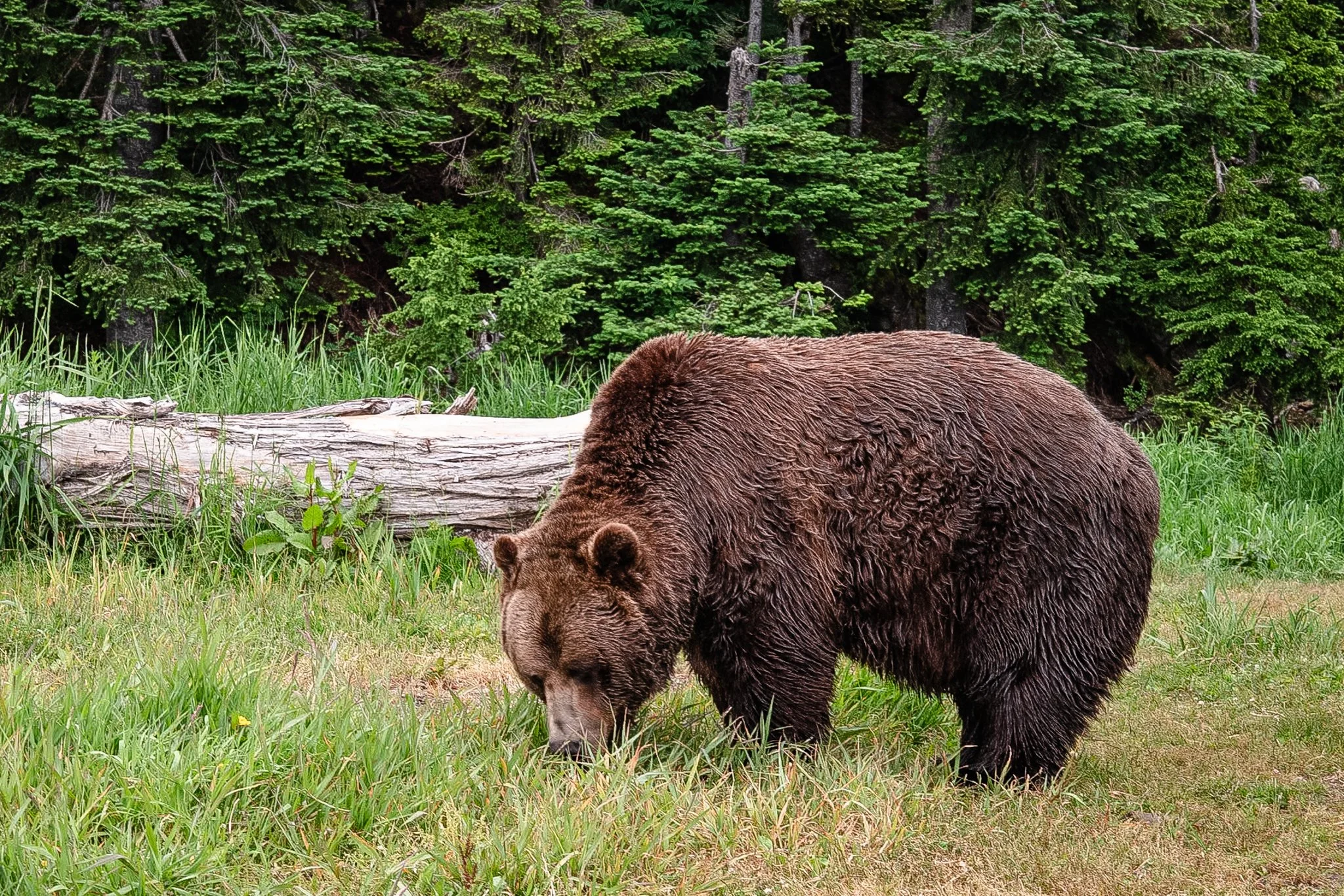 Michel Colaci Photography Travel Diary BC Canada June 2026-20.jpg