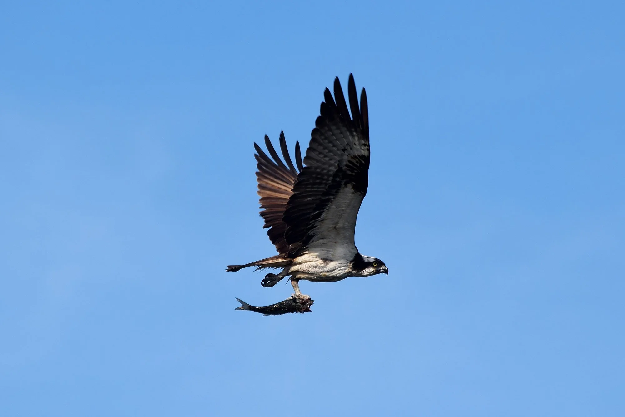 Wildlife Recording — Three Bays Wildlife