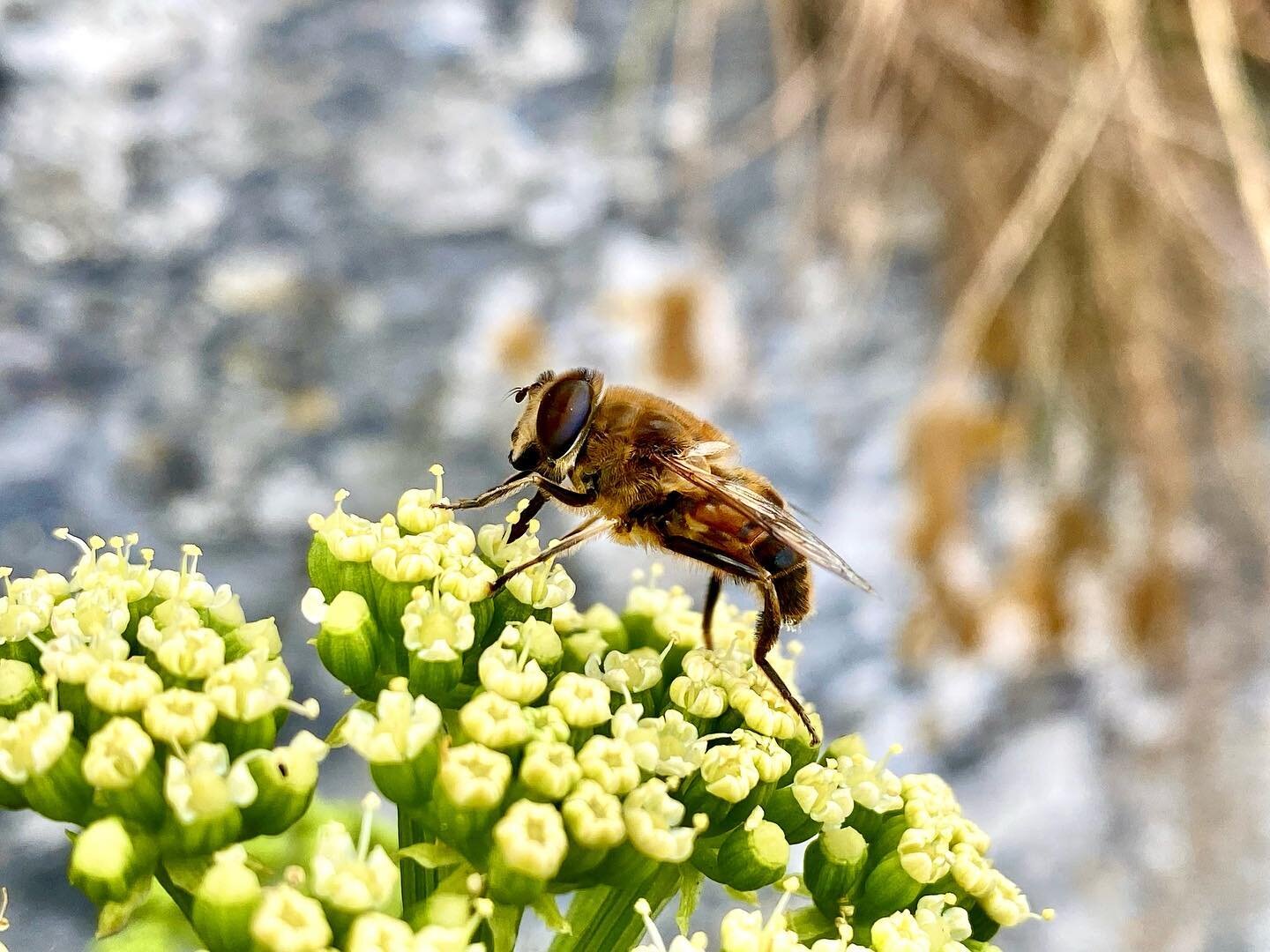 We had an amazing time engaging with people on the beach at Porthpean yesterday. On our snorkelling sessions, a wildflower walk, and rockpool rambles we saw loads of awesome wildlife, including this Drone fly (Eristalis tenax) visiting Rock Samphire 