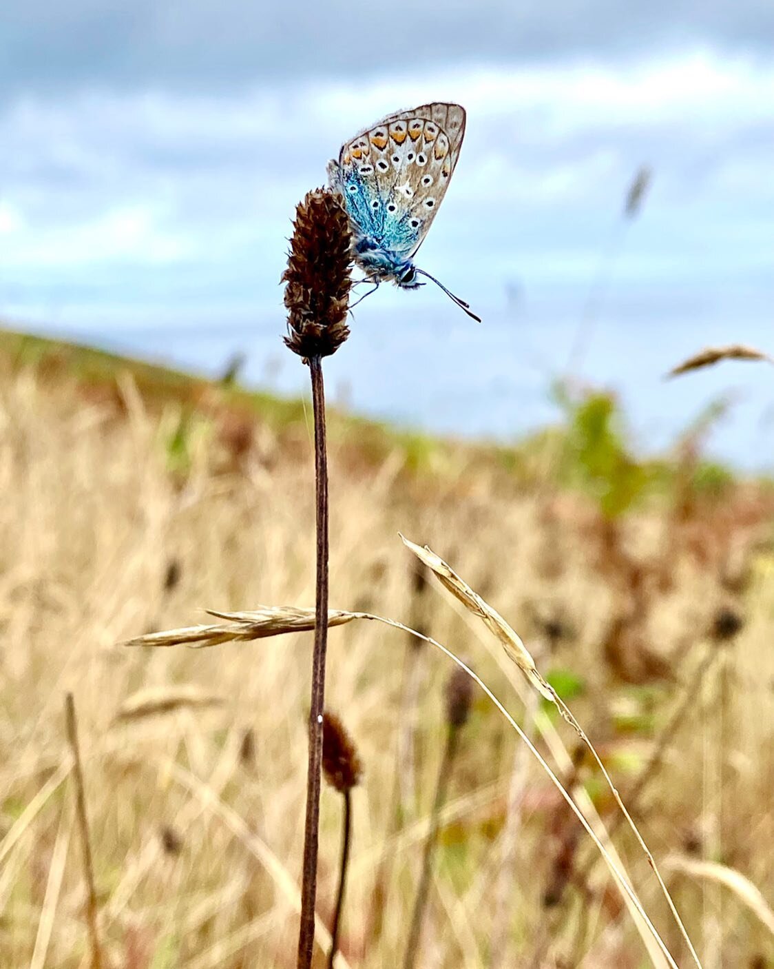 Common Blue Butterfly 🦋

🦋 Polyommatus icarus 🦋

This is the most common of our blue #butterflies and seems to be having a good year locally. This lovely individual was spotted resting above Vault Beach, near Gorran Haven in the #ThreeBays. 

#But