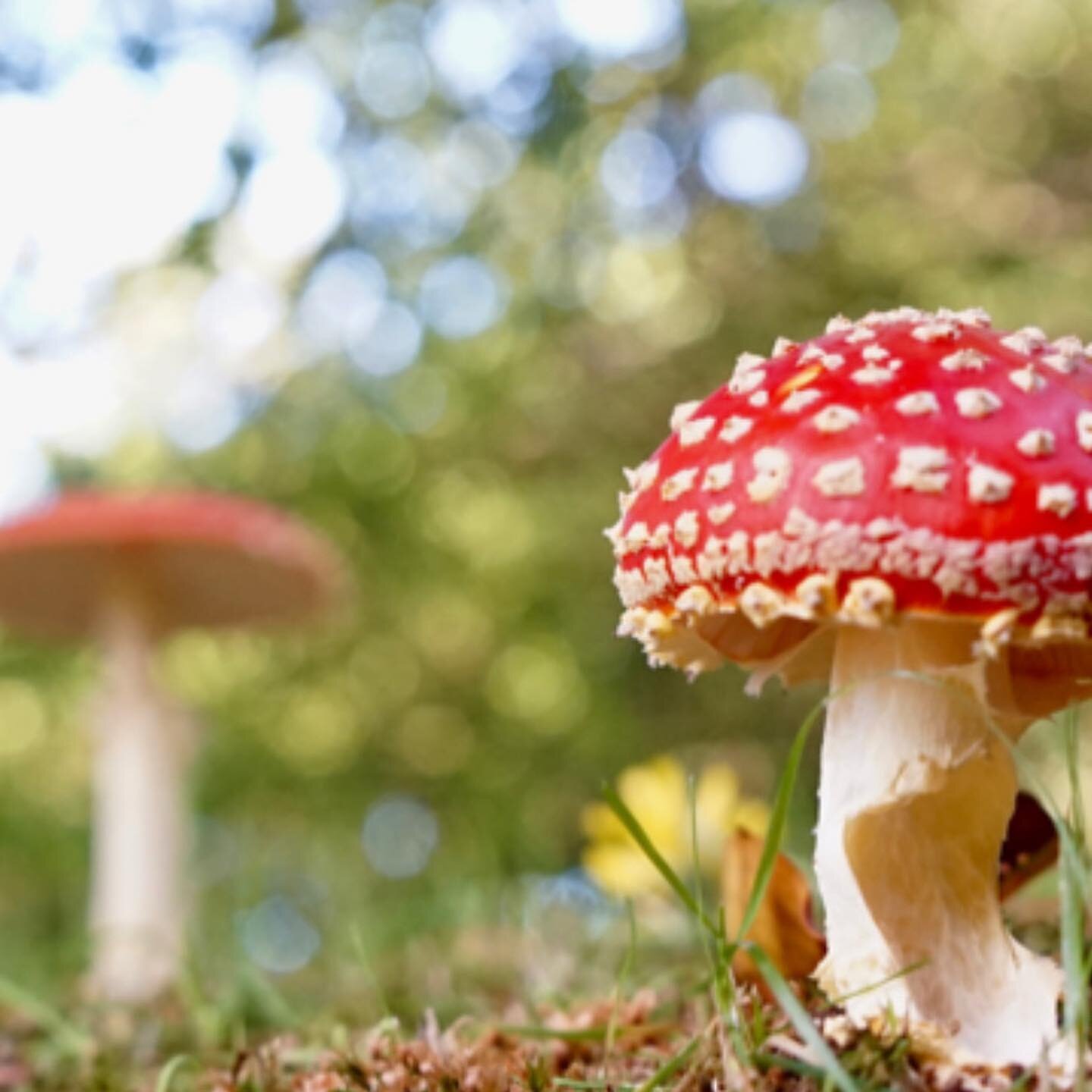 It&rsquo;s #fungi time! 🍄

Autumn is a wonderful time of year, made even better by the bursting of bizarre and beautiful fungi from the forest floor. 

We&rsquo;ll be doing a few #Fungal forays this autumn, first one @heligangardens on Oct 22nd (now