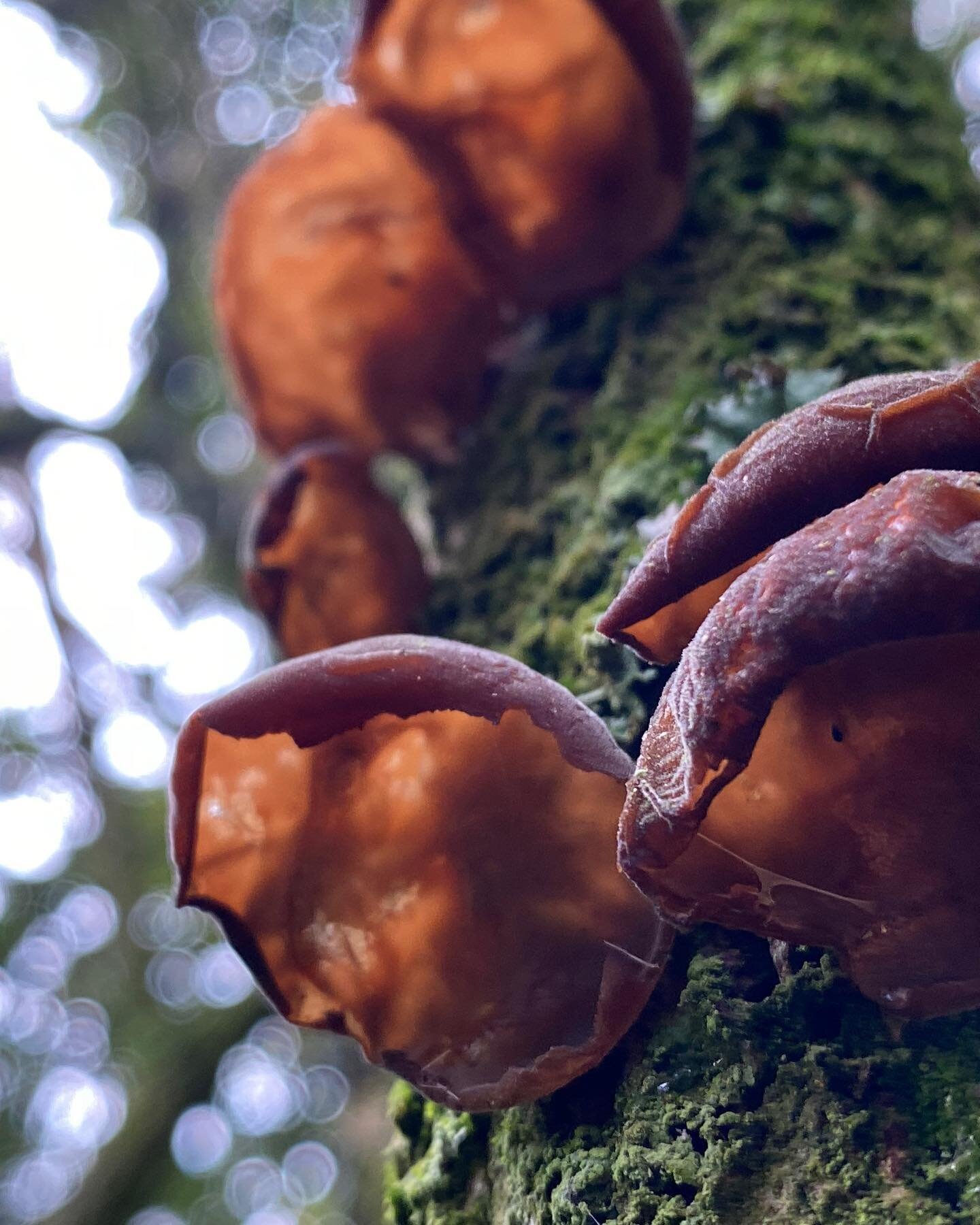 🍄 Fungal Foray! 🍄 

Dan and Wal from 3BW teamed up with @heligangardens today and ran a #FungalForay around Heligan&rsquo;s magical estate. Together we found some wonderful mushrooms, from the very common to the very rare and ultra weird. Huge than