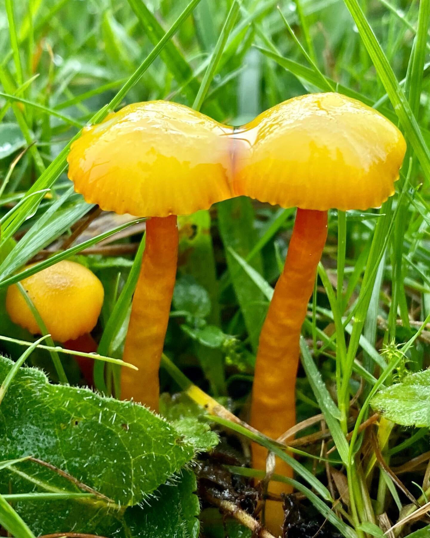 WAXCAPS 🔴🟢🟡🟠⚪️

Waxcaps are colourful #fungi that love unimproved grasslands (something there isn&rsquo;t too much of left).

We&rsquo;re hunting for them this Sunday. Check out our events page on Facebook for more details and to RSVP.

📍Dodman 