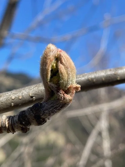 Frühlingkraft der Knospen