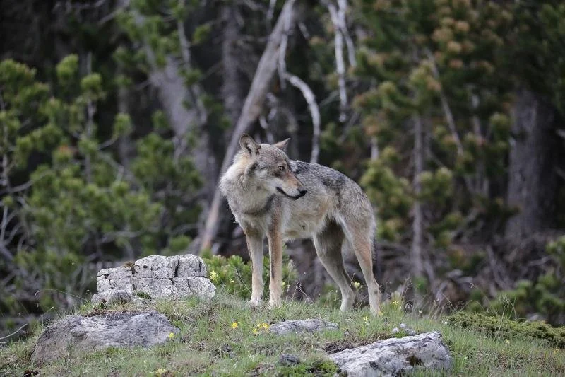 Koexistenz mit Wolf, Bär und Luchs