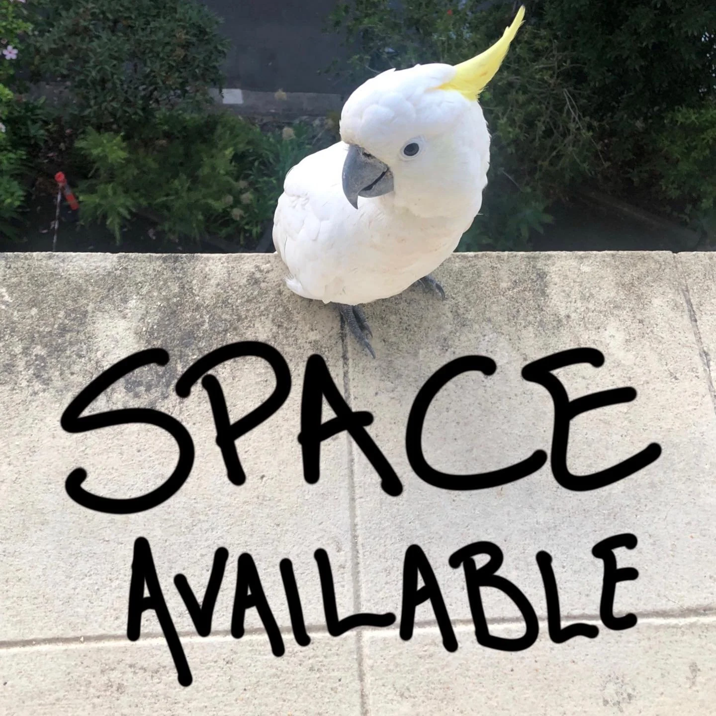 Due to popular demand, I only have 5 days available in February for my tattoo guest spot @thankstattoosydney in Sydney, Australia 
16th, 17th, 20th, 23rd and 24th.

If you would like to book one of these last remaining dates for a tattoo appointment 