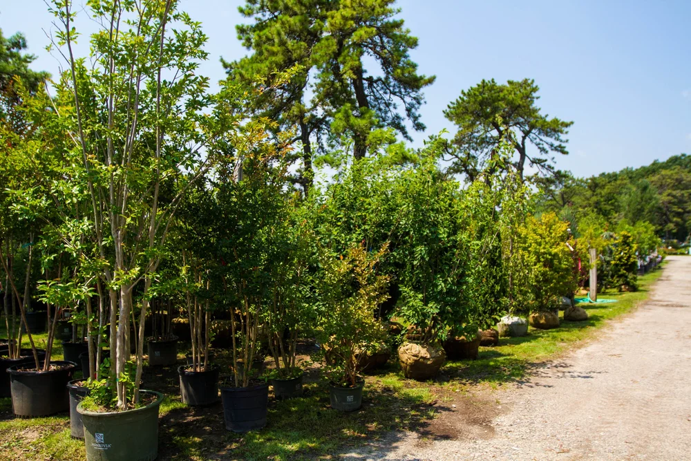 SAM'S B.C. NURSERIES