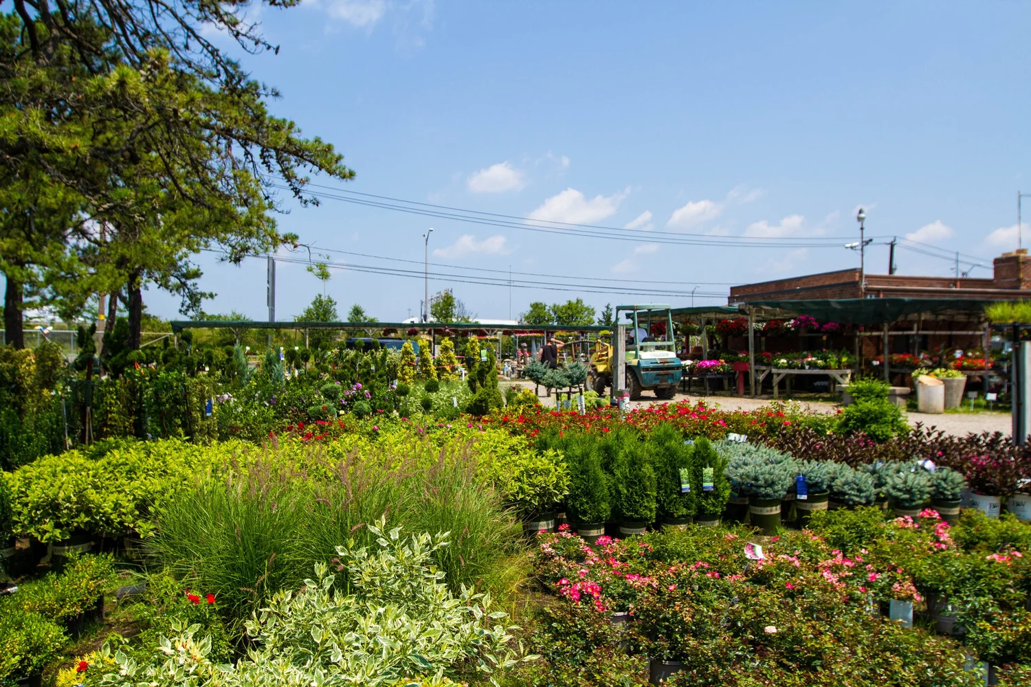 SAM'S B.C. NURSERIES