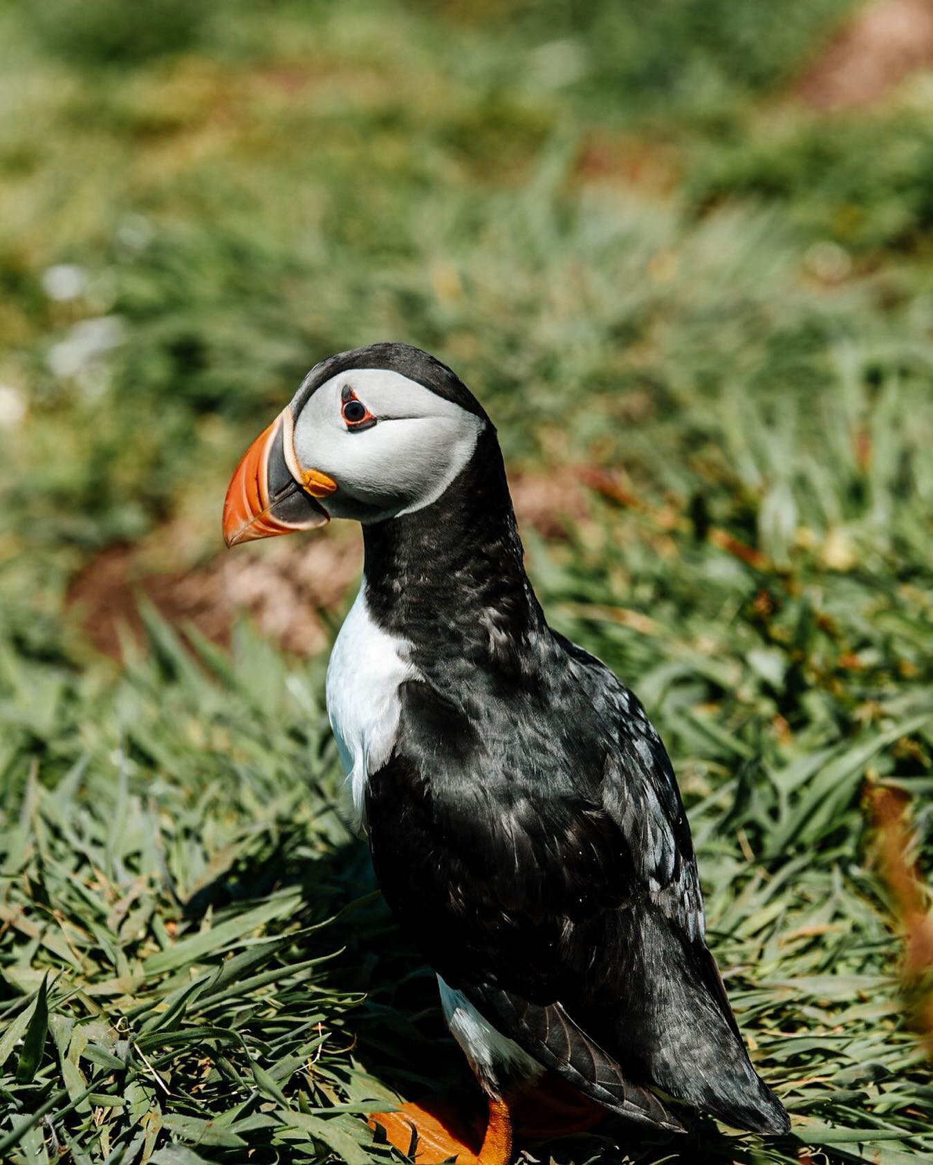 Im currently in Scotland on a solo adventure. Today I took a boat tour out to the Isle of Lunga &amp; Staffa and was blessed with this beautiful weather, stunning views and lots of wildlife. @staffa_tours #isleofstaffa #isleoflunga 
.
.
.
.

#outdoor