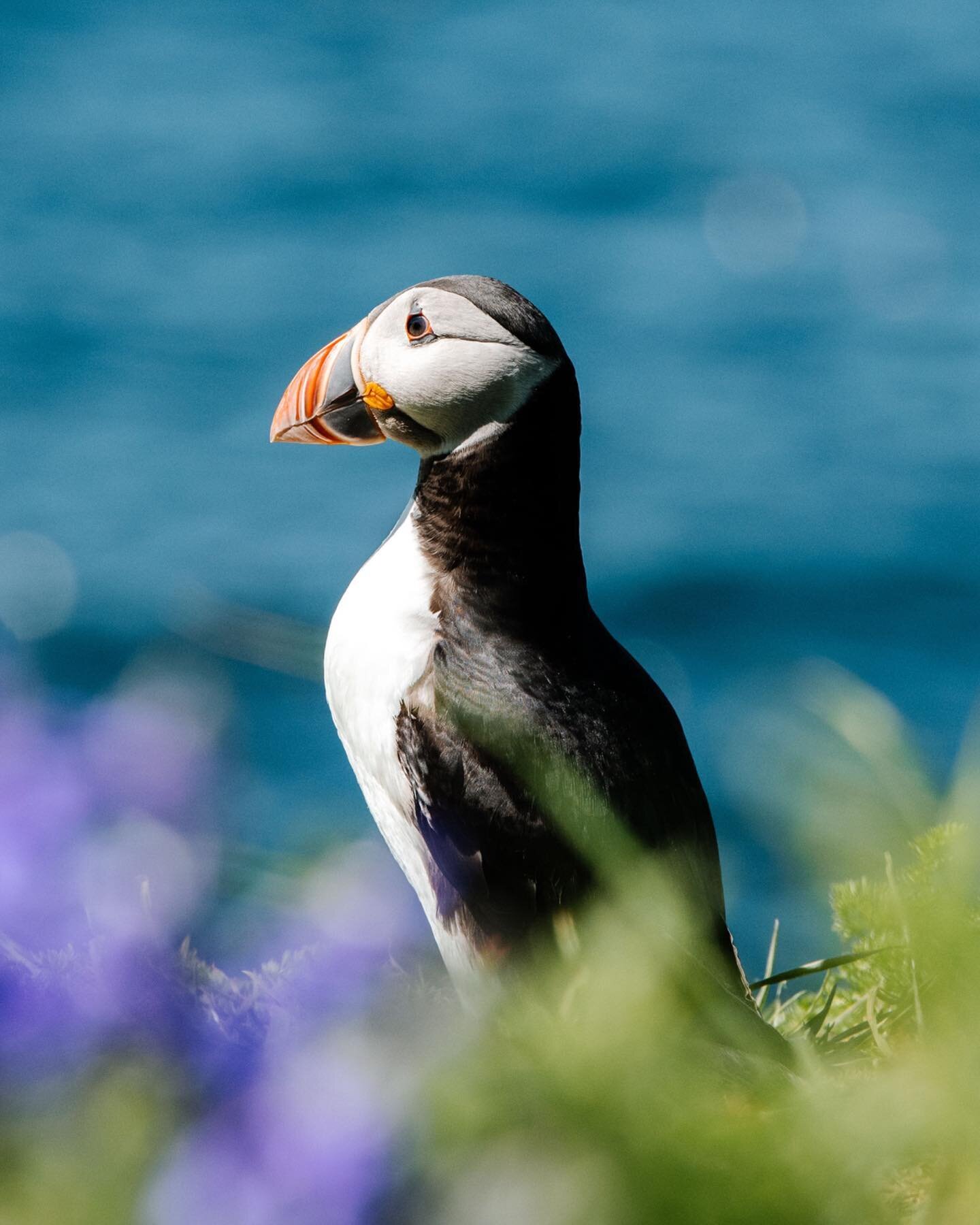 Anyone else feeling those January blues in the U.K.?! Here&rsquo;s a photo of a Puffin to make you smile! 
I&rsquo;m missing the bike season &amp; travelling around. 
Finding myself getting jealous of what feels like everyone on my news feed being in
