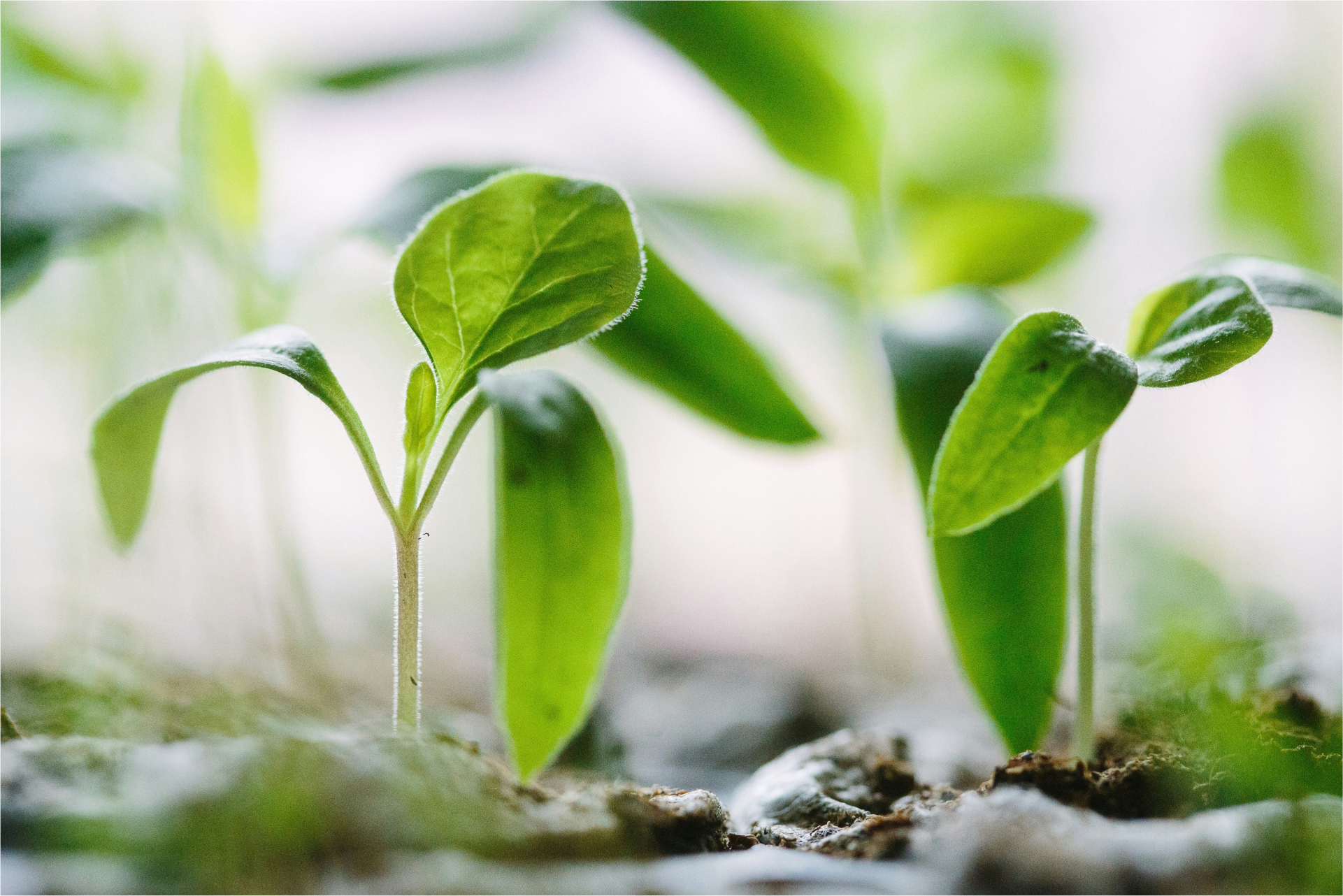 Innovating for a Greener Future: Our Role in Creating the Pure Supply Platform