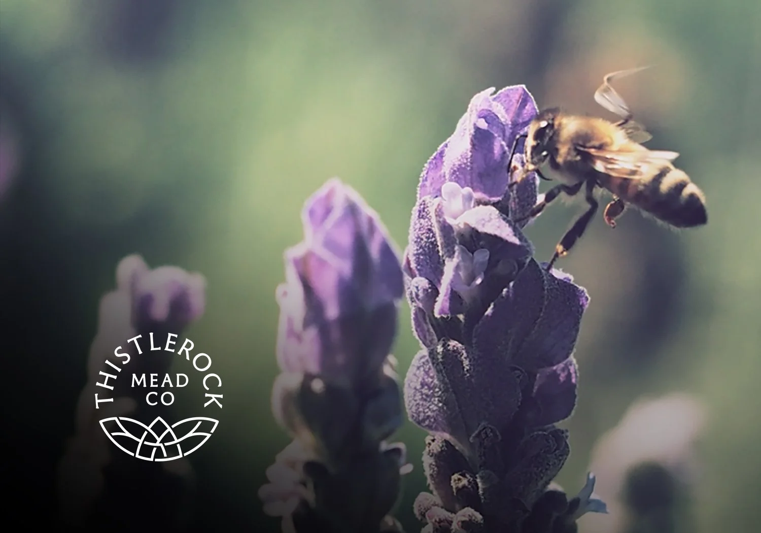 A bee on a purple flower, with the "Thistlerock Mead Co" logo in the bottom corner.