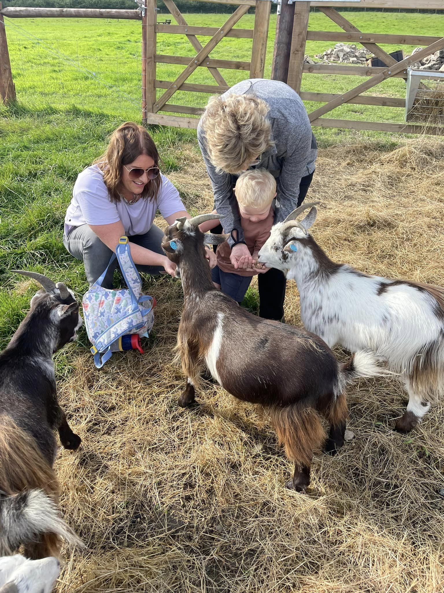 feeding goats.jpg
