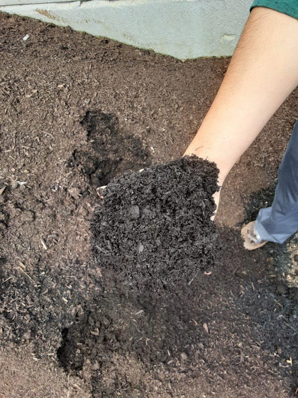 Image of Woodland mulch kidron in a flower pot