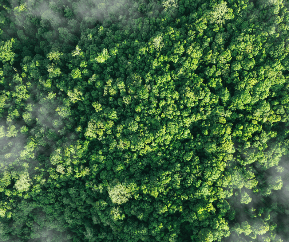  Philanthropy Specialist Myrta Canzonieri Joins Global Treehouse Board of Trustees