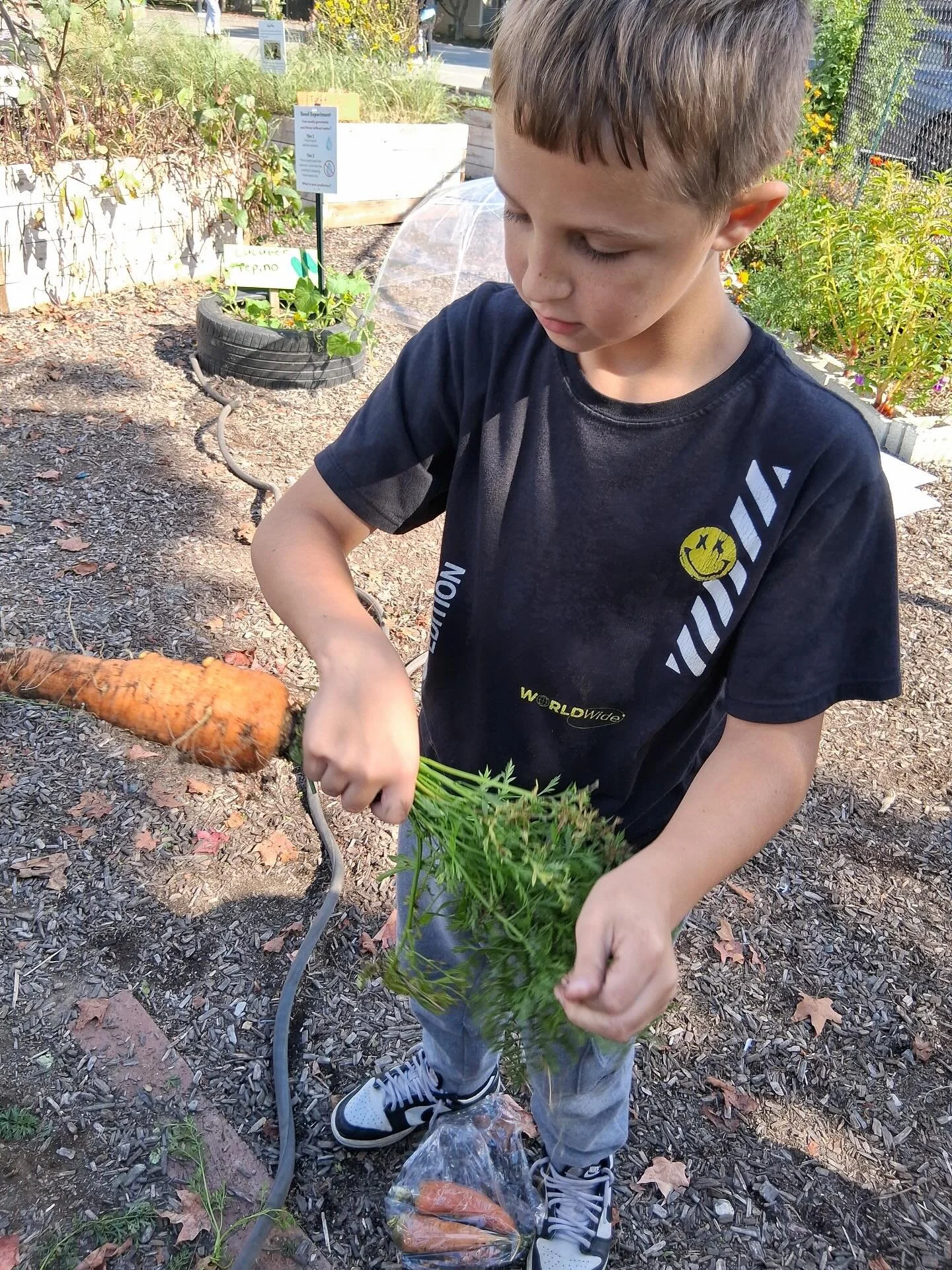 Did you know the greens of carrots are host to an important pollinator? 

Take a close look at the last photo and comment below if you can name it! 🥕

Students at Taylor Middle School loved harvesting carrots and learning how pollinators help make o