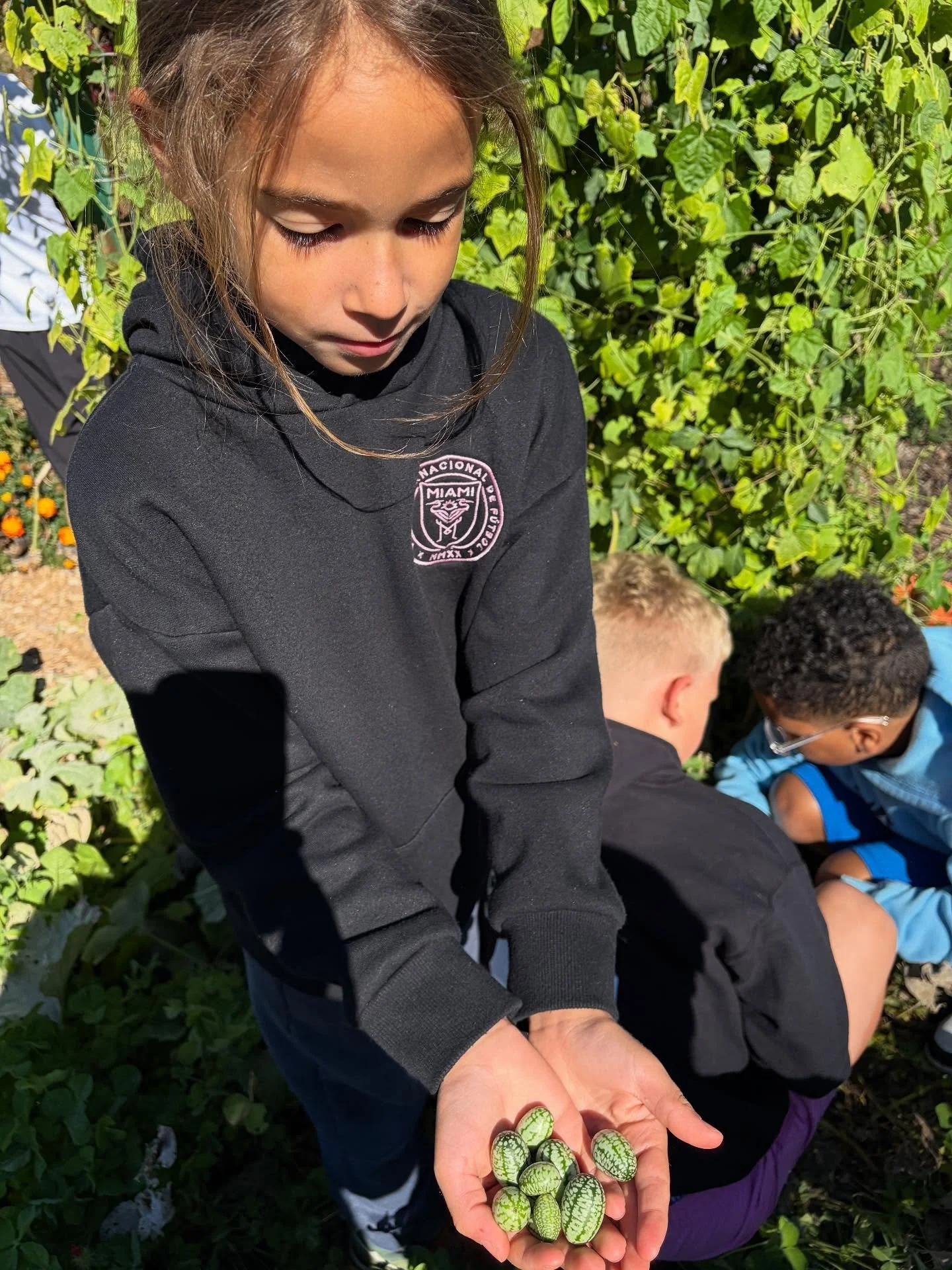 The school gardens give us so much in the fall! Students harvested and tasted cucamelons straight from the garden &mdash; a crunchy, refreshing treat that&rsquo;s as fun to grow as it is to eat. Every bite of fresh fruits and veggies encourages healt