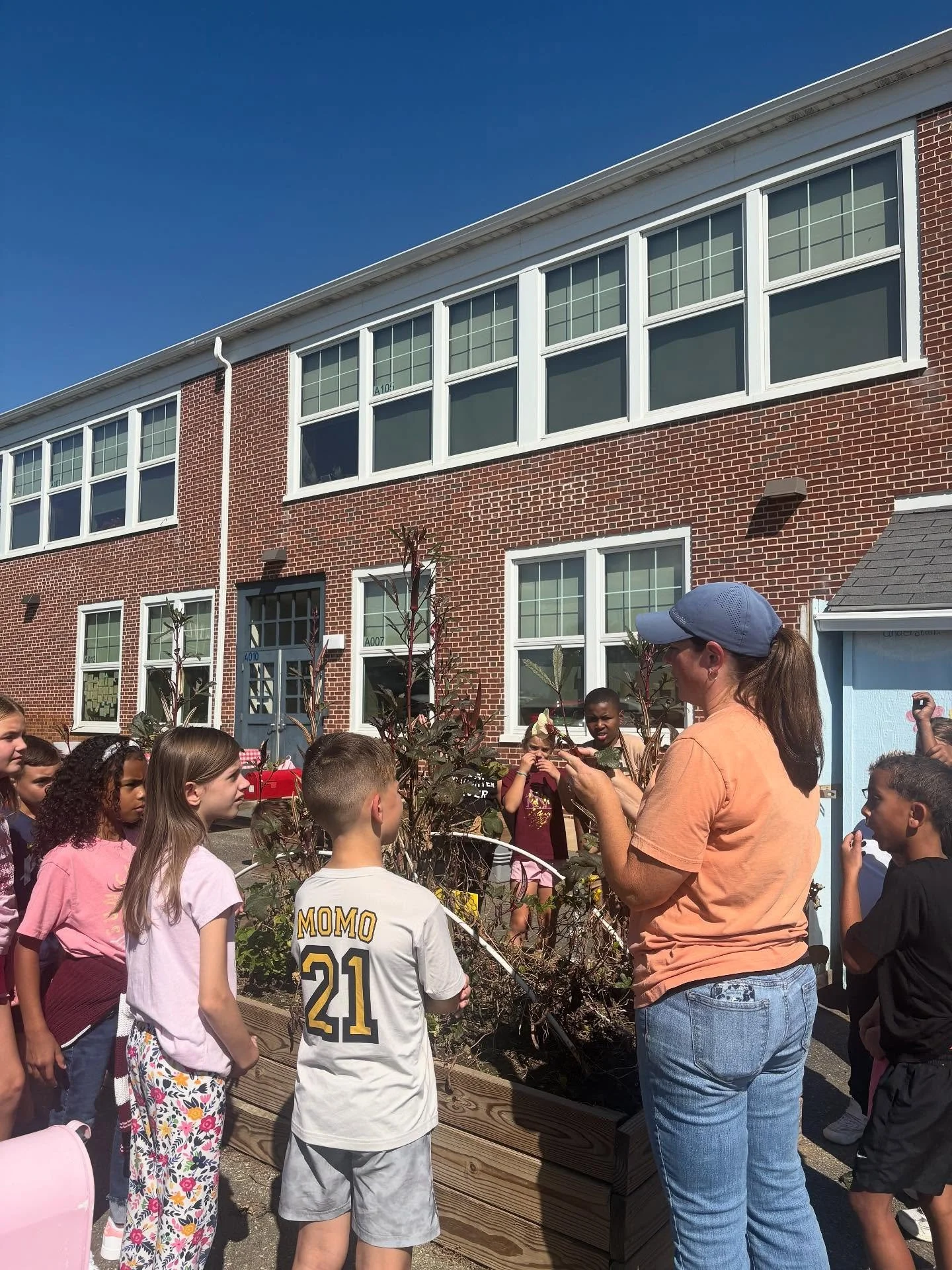 There is a unique crop growing at Central Manor Elementary School- Okra! 

Okra is a tough and tasty garden plant! This heat-loving fruit grows tall and strong, showing off beautiful yellow flowers that attract bees before turning into crunchy green 