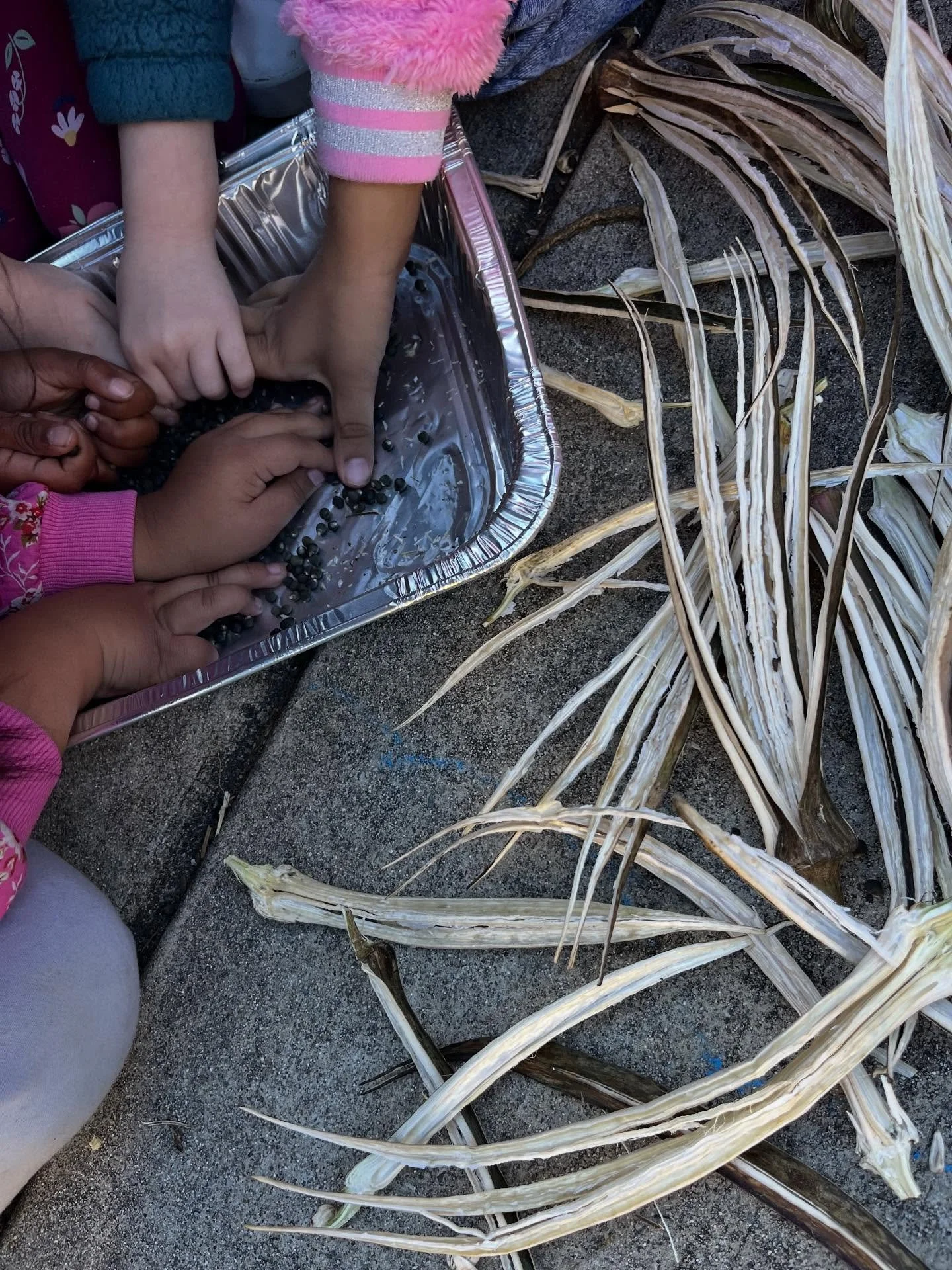 Today during the informal garden time at @lafayettesdol, we encouraged students to collect seeds to save for next year&rsquo;s planting. Students harvested okra and sunflower seeds! Students also made flower bouquets with the last blooms from the gar