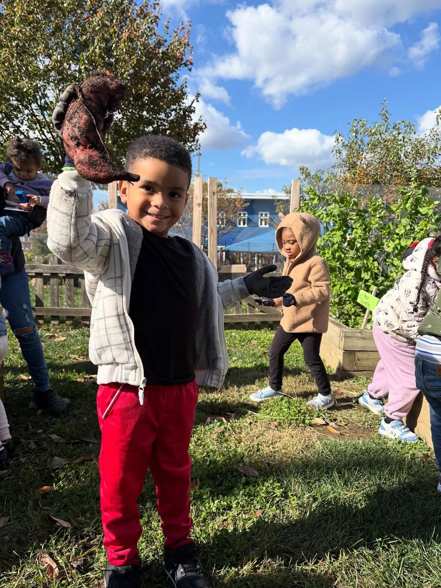 Our pre-k gardener friends harvested sweet potato from @cap_lanc today! Students predicted what color and shape a sweet potato would be before harvesting, and then they got to work digging! Students also got to taste roasted sweet potatoes! What a fu