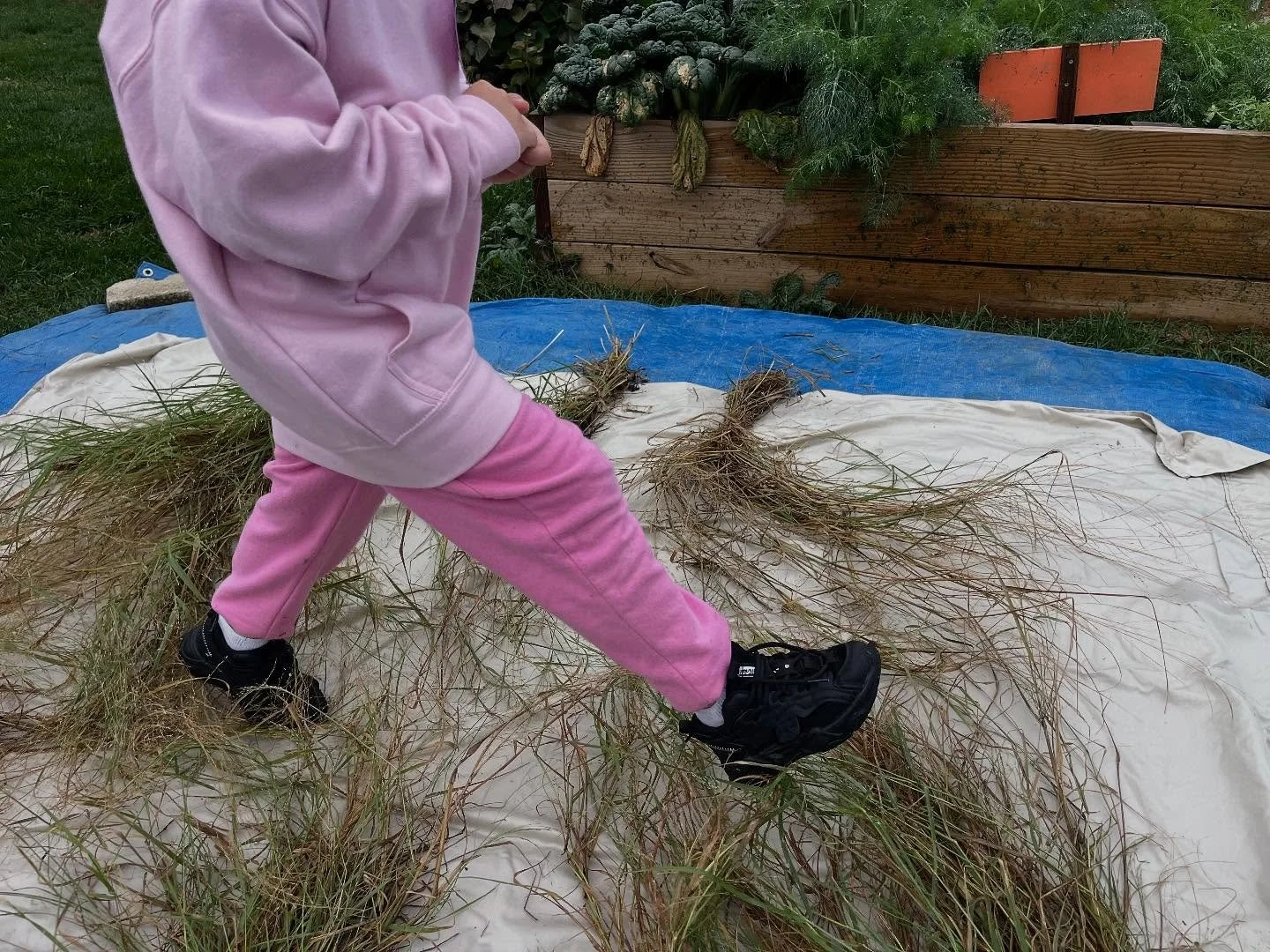 It&rsquo;s been a busy few weeks at Wickersham Elementary School! 

The students harvested and stomped teff&mdash;a drought-tolerant grain grown in parts of the world where water is scarce. This hands-on experience reminded us how precious our water 