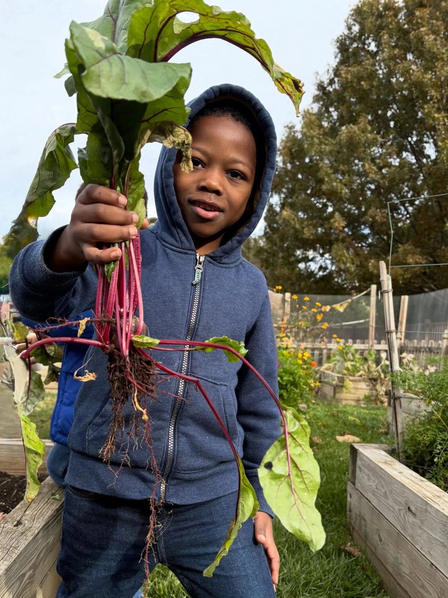 Students at CAP ELC harvested red beets last week! Students learned about beets nutrition in their shiny leaves and bright red stalks, as well as how to eat beets in different ways. Students harvested the red beets from their school garden and then t
