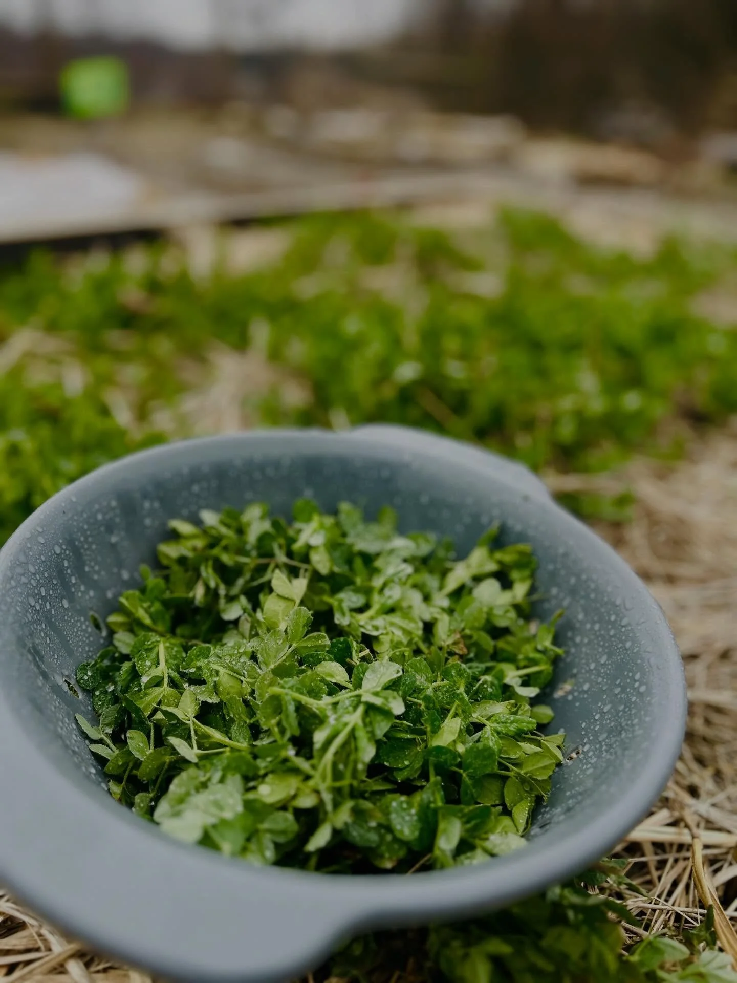 It may be cold out today, but our friends were still able to enjoy a garden snack picked fresh this morning !
.
Austrian Winter Peas🫛 are a cold-hardy, nitrogen-fixing legume cover crop. Just like we wear coats to protect our body from the elements,