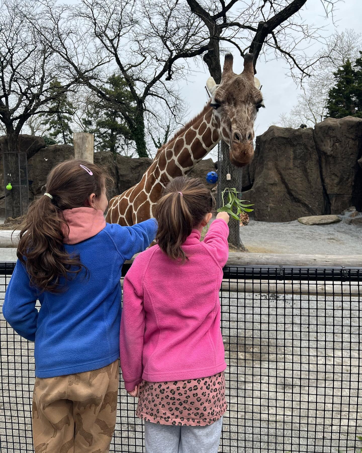 Zoo visit 🌿the girls fed Stella the giraffe 🦒 we saw the cute otters 🦦 and the flamingos 🦩 it&rsquo;s was an awesome family day. 

@philadelphiazoo #ohmyhappyworld #philadelphiazoo #thingstodoinphillywithkids #philadelphiawithkids #mainlineparent