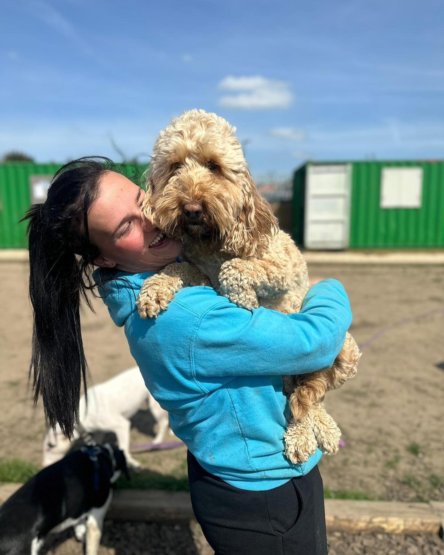 Zoe is always taking her work home 🏡 🤩

#dogtraining #londondogs #boardandtrainprogram #dogboarding