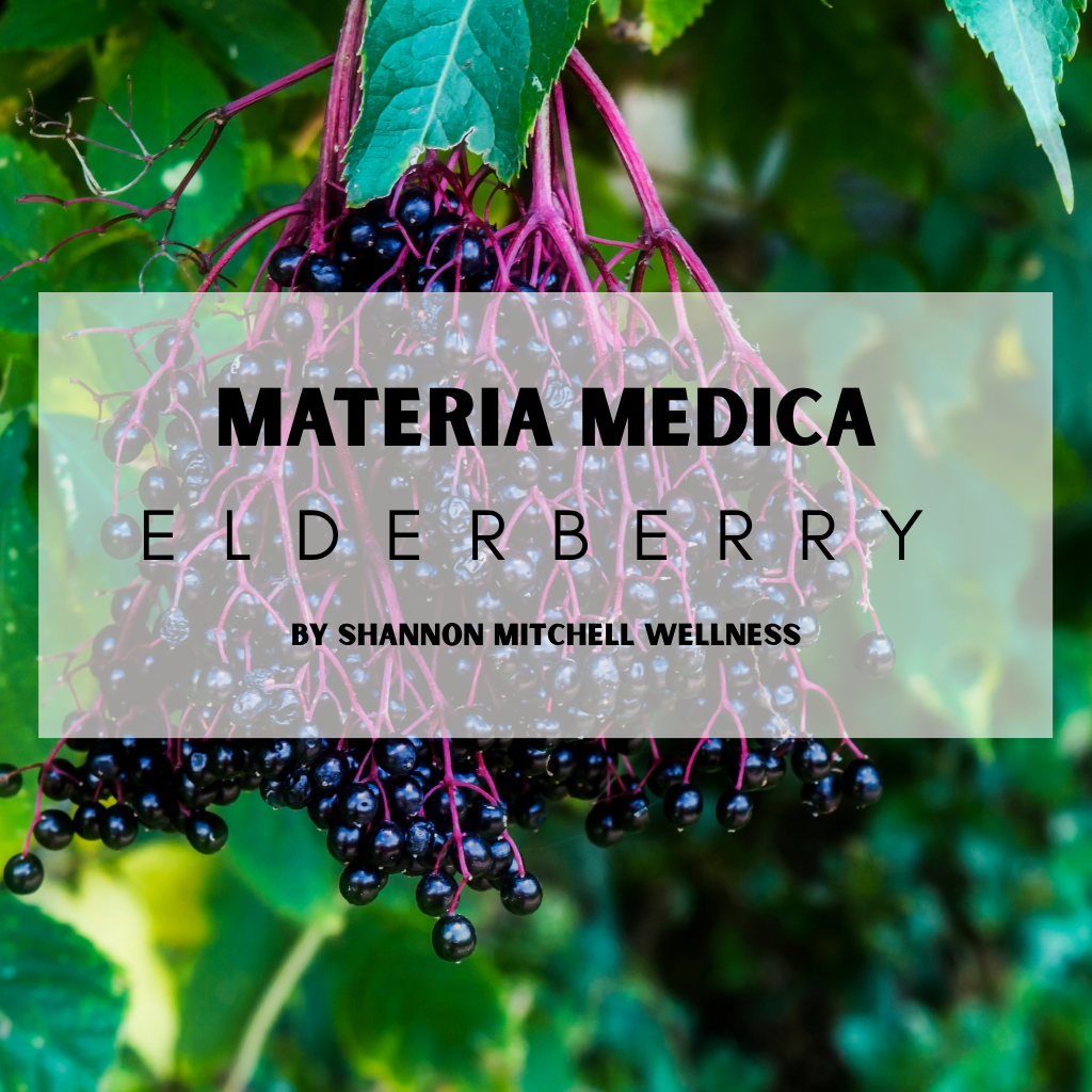 Elderberry plant profile